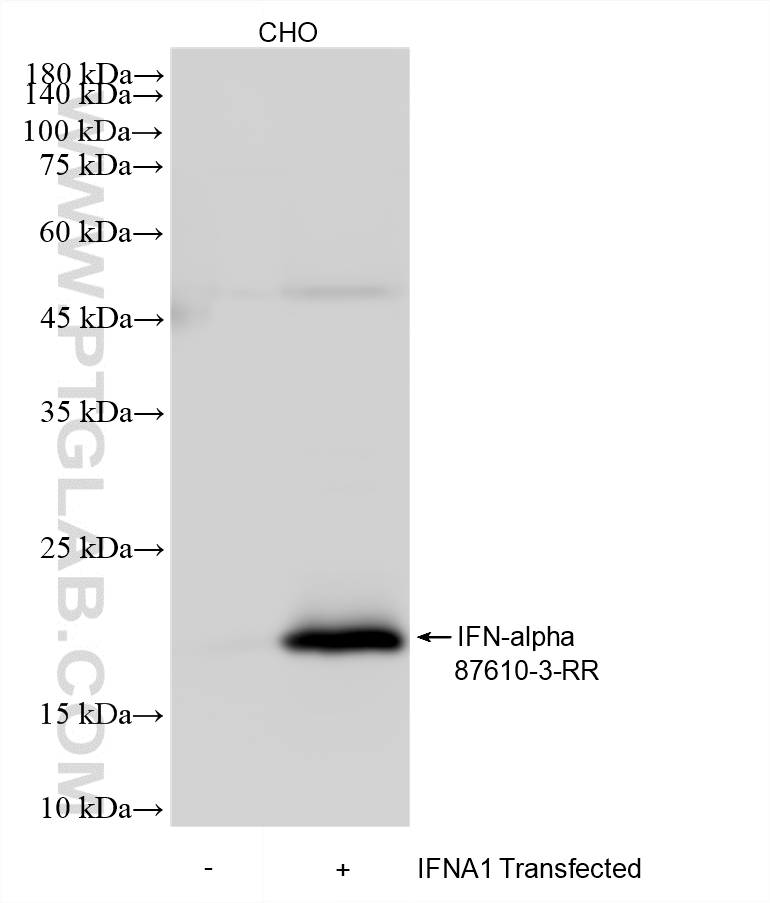 WB analysis using 87610-3-RR (same clone as 87610-3-PBS) WB analysis using 87610-3-RR (same clone as 87610-3-PBS)