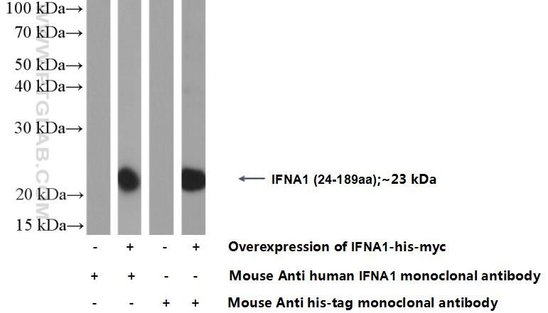 WB analysis of Transfected HEK-293 using 66162-1-Ig