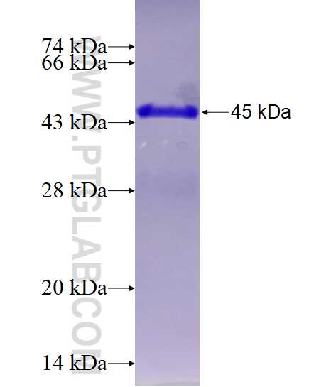 IFNA1 fusion protein Ag12533 SDS-PAGE