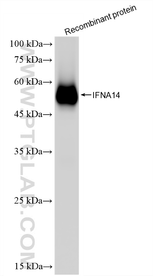 WB analysis of Recombinant protein using 87828-1-RR (same clone as 87828-1-PBS) WB analysis of Recombinant protein using 87828-1-RR (same clone as 87828-1-PBS)