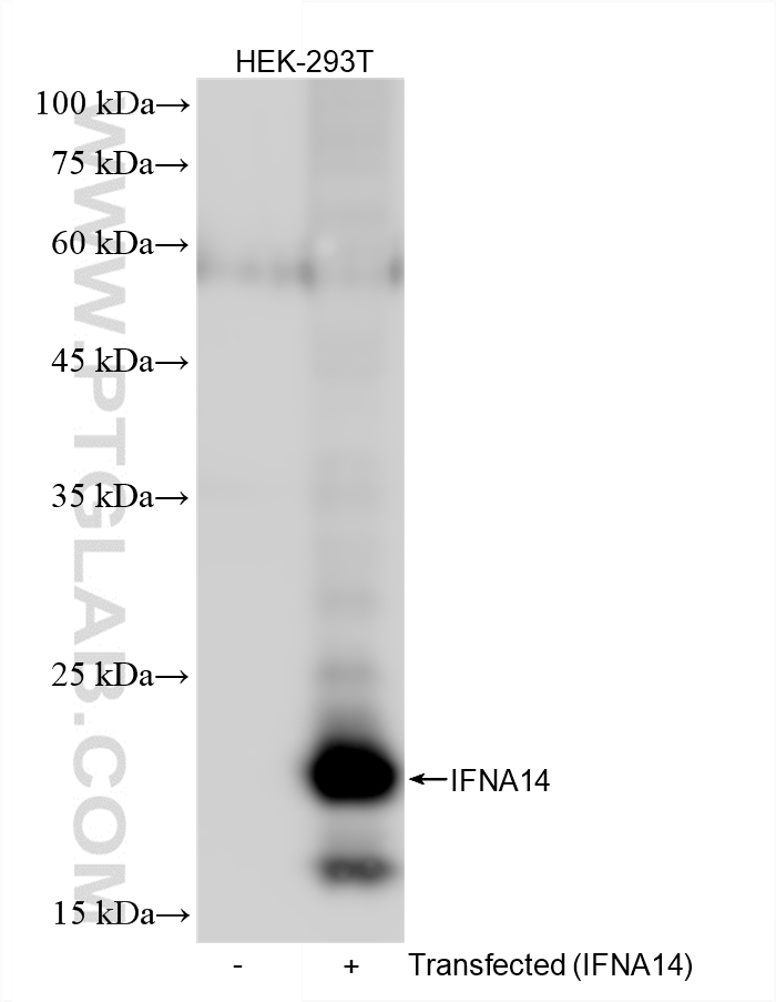 WB analysis of HEK-293T using 87828-1-RR (same clone as 87828-1-PBS) WB analysis of HEK-293T using 87828-1-RR (same clone as 87828-1-PBS)