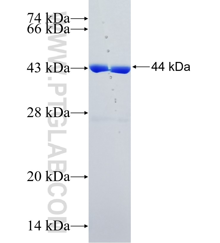 IFNA2 fusion protein Ag35069 SDS-PAGE IFNA2 fusion protein Ag35069 SDS-PAGE