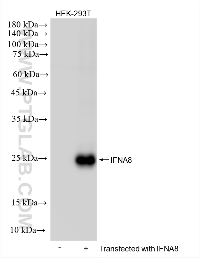WB analysis using 87827-1-RR
