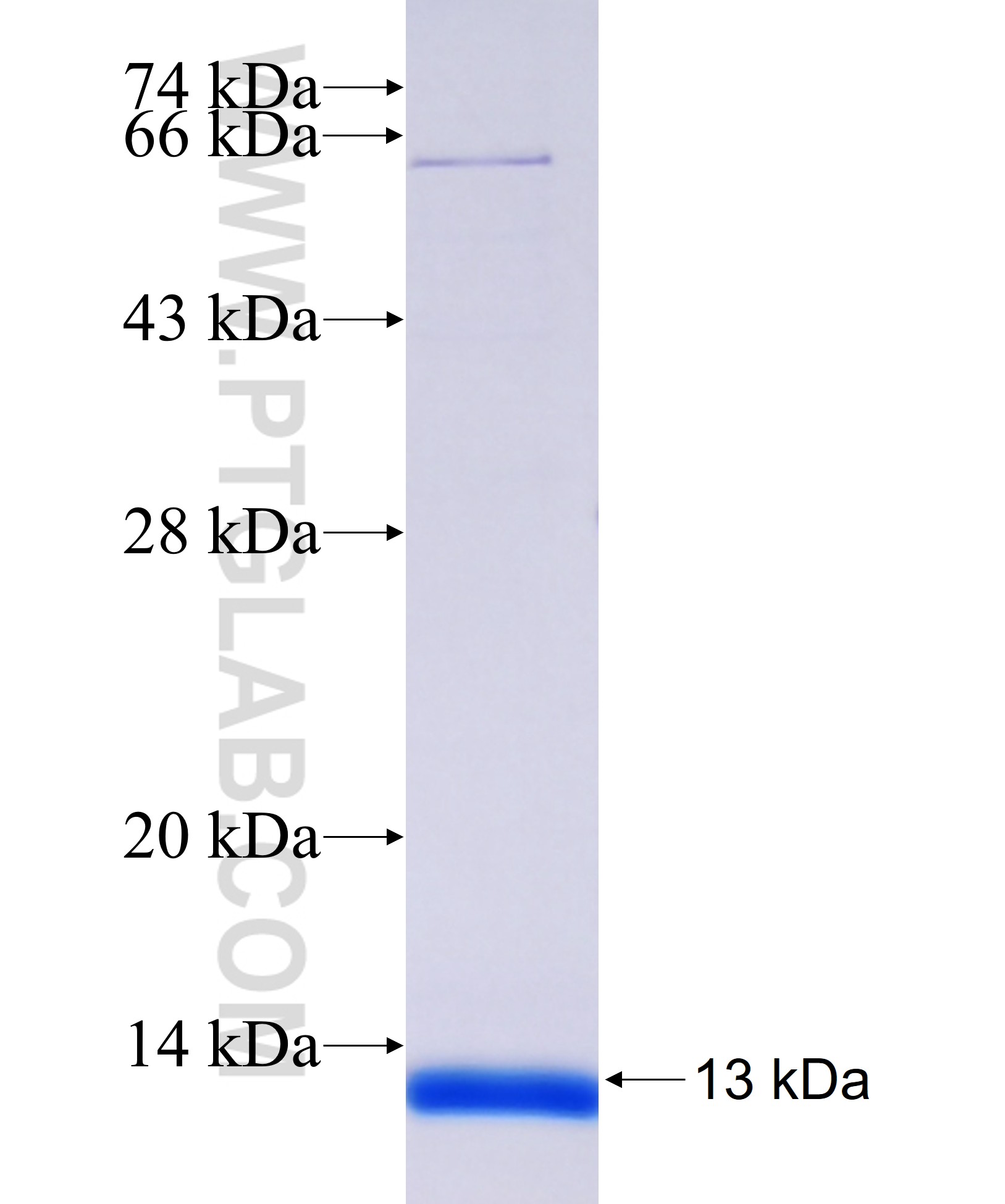 IFNA8 fusion protein Ag36057 SDS-PAGE IFNA8 fusion protein Ag36057 SDS-PAGE