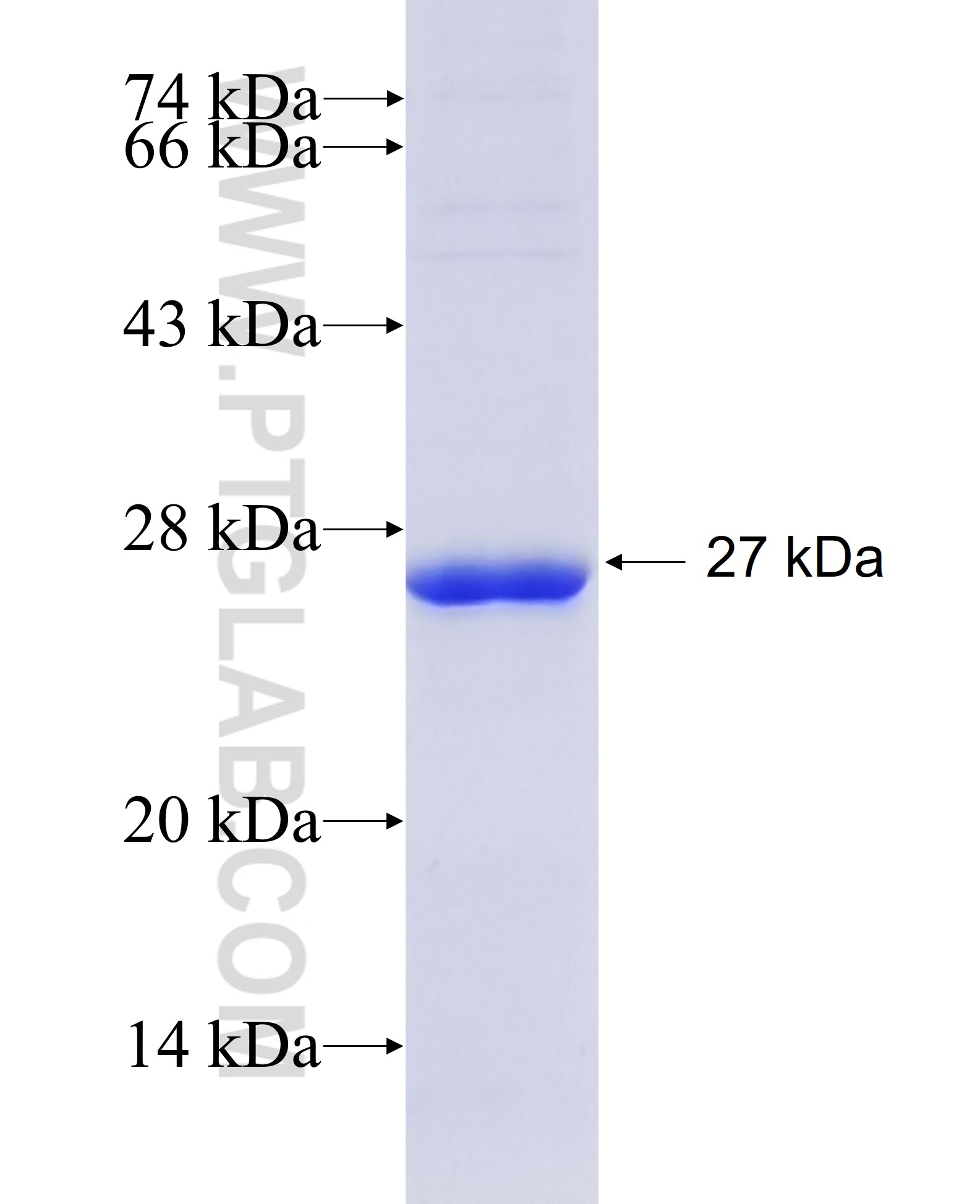 IFNAR1 fusion protein Ag27594 SDS-PAGE