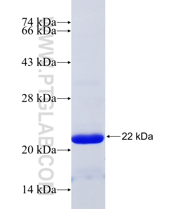 IFNAR1 fusion protein Ag34001 SDS-PAGE IFNAR1 fusion protein Ag34001 SDS-PAGE