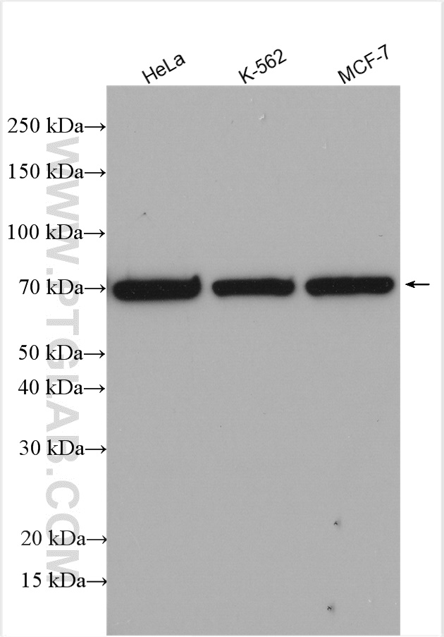 WB analysis using 10522-1-AP