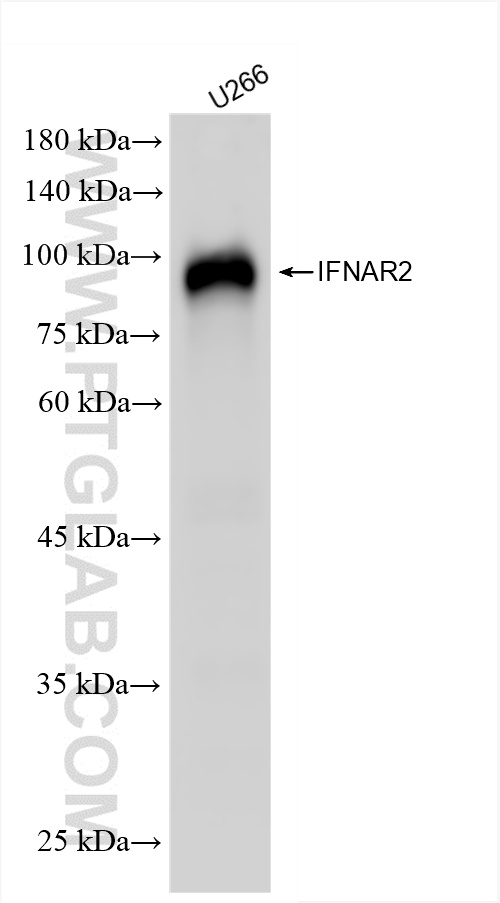 WB analysis of U266 using 83068-5-RR
