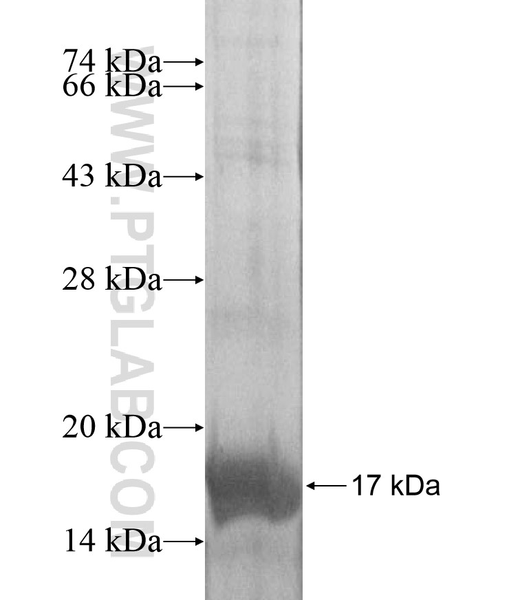 IFNAR2 fusion protein Ag16951 SDS-PAGE