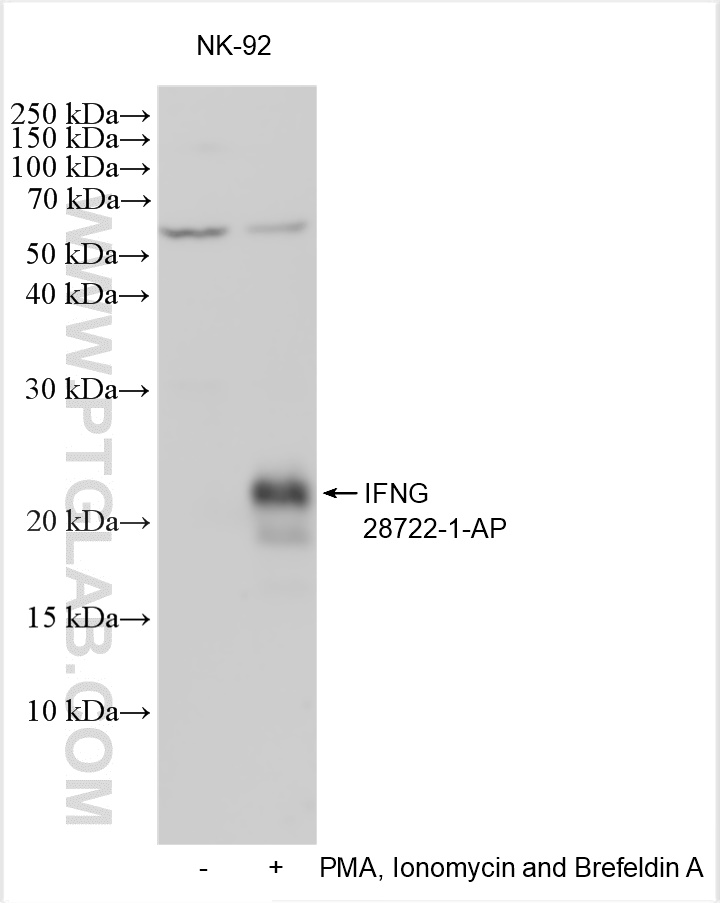 WB analysis using 28722-1-AP