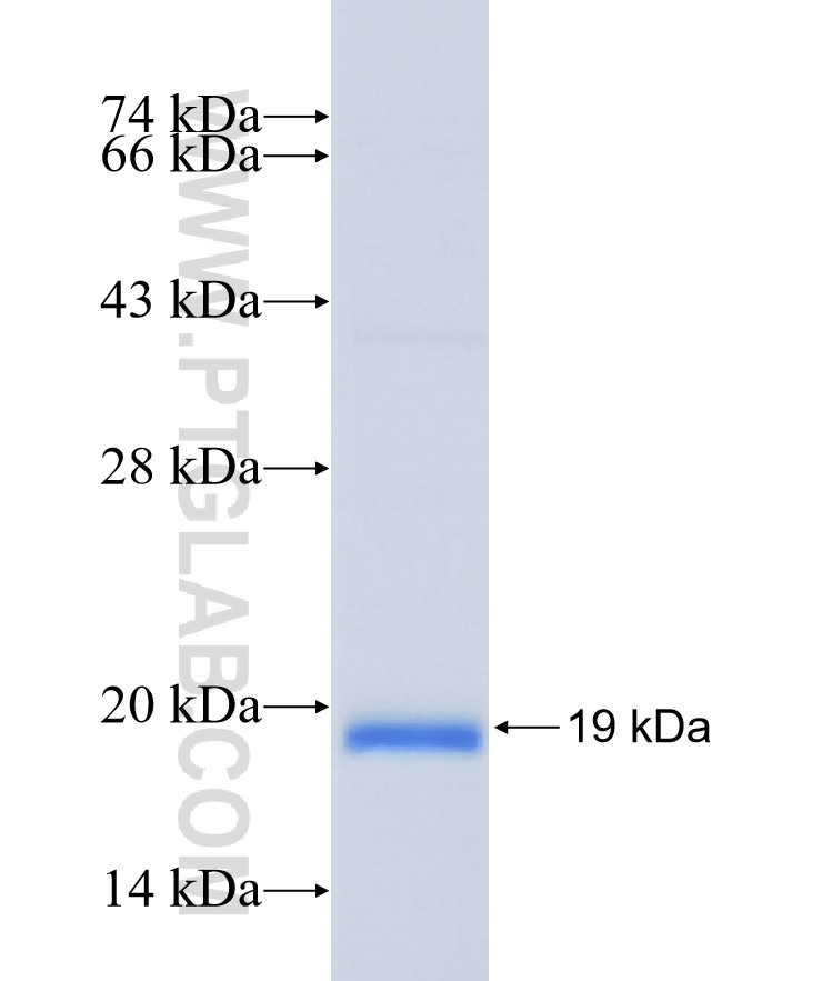 IFNG fusion protein Ag8320 SDS-PAGE