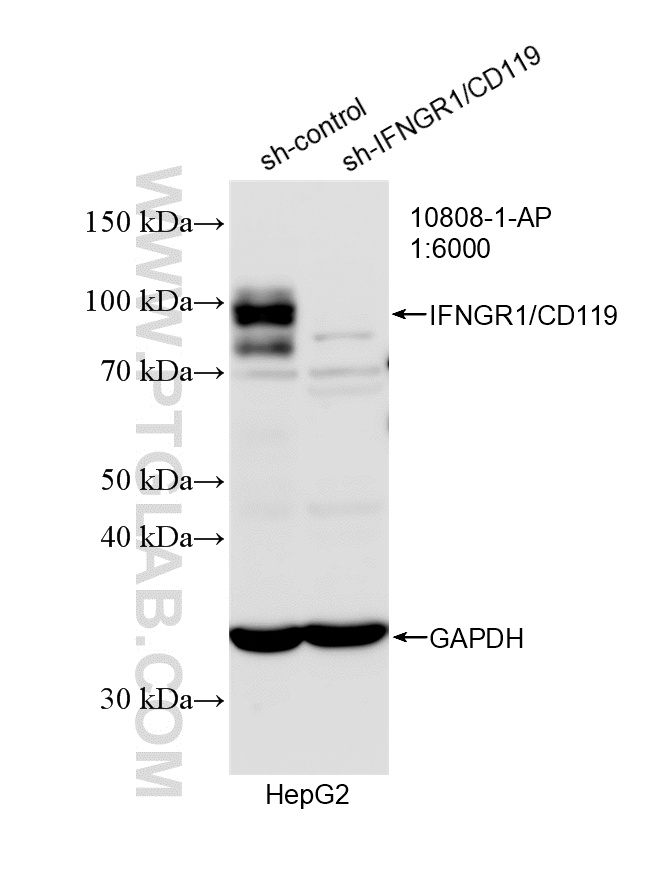 WB analysis of HepG2 using 10808-1-AP WB analysis of HepG2 using 10808-1-AP