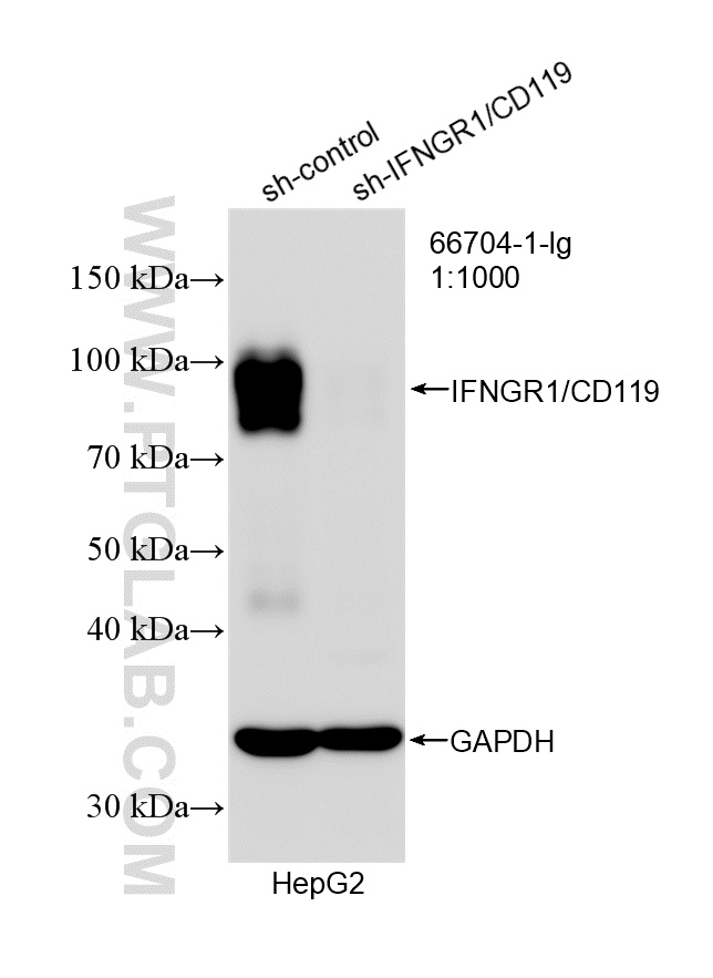 WB analysis of HepG2 using 66704-1-Ig WB analysis of HepG2 using 66704-1-Ig