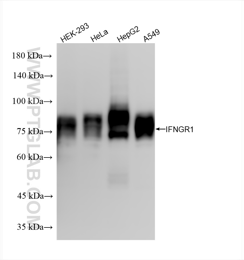 WB analysis using 85344-1-RR
