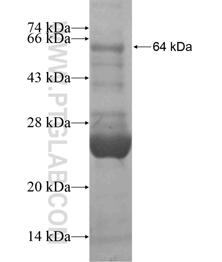 IFNK fusion protein Ag18272 SDS-PAGE