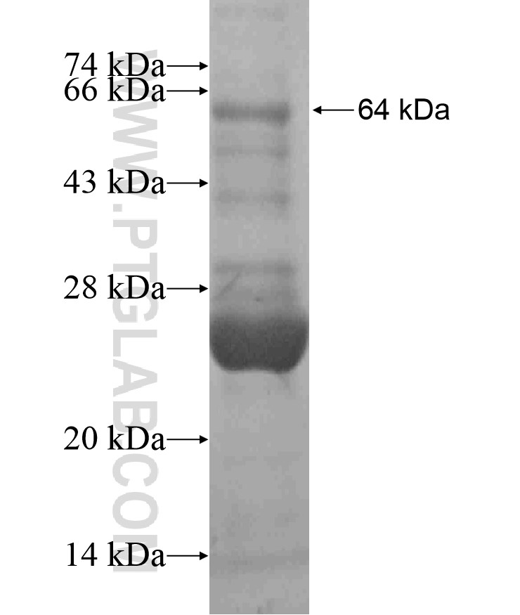 IFNK fusion protein Ag18272 SDS-PAGE IFNK fusion protein Ag18272 SDS-PAGE