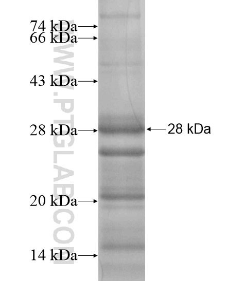 IFNK fusion protein Ag19397 SDS-PAGE IFNK fusion protein Ag19397 SDS-PAGE