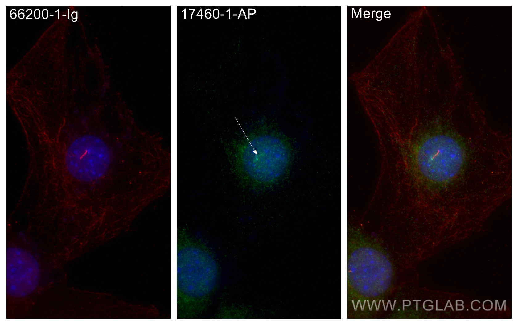 IF Staining of C2C12 using 17460-1-AP