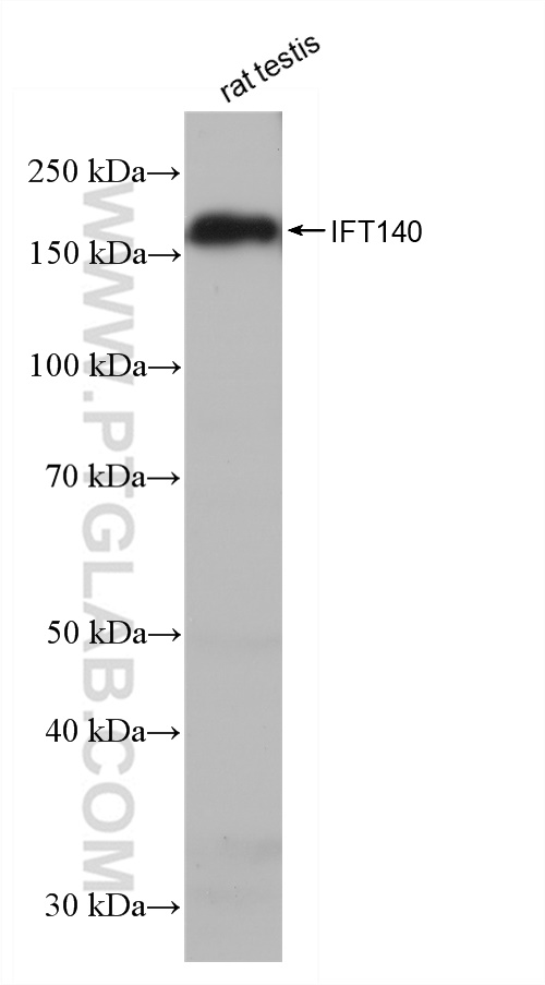 WB analysis of rat testis using 82947-1-RR