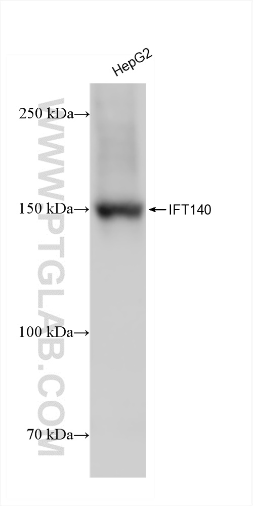 WB analysis of HepG2 using 82947-7-RR (same clone as 82947-7-PBS)