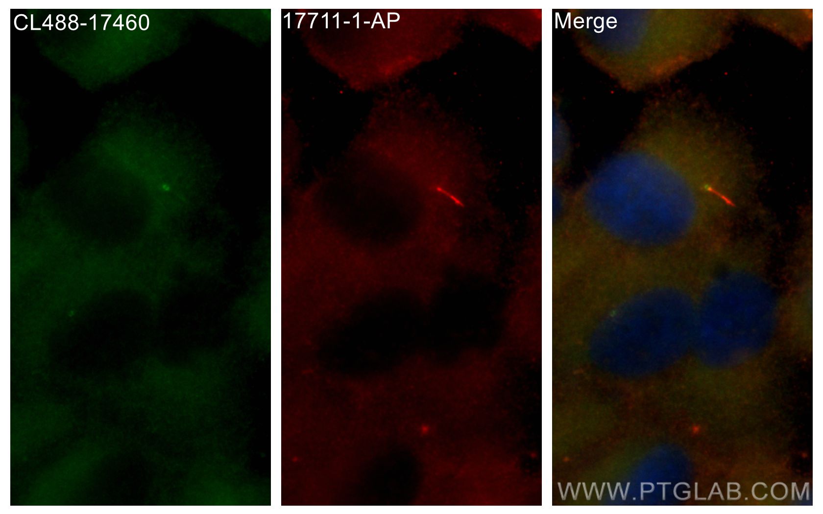 IF Staining of hTERT-RPE1 using CL488-17460