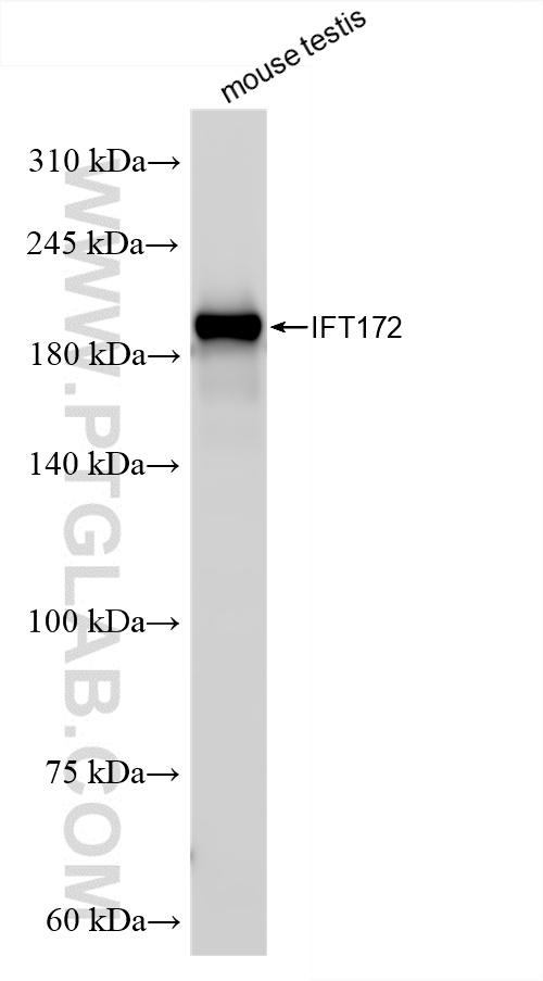 WB analysis of mouse testis using 86109-1-RR