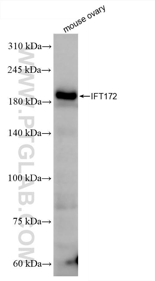WB analysis of mouse ovary using 86109-1-RR