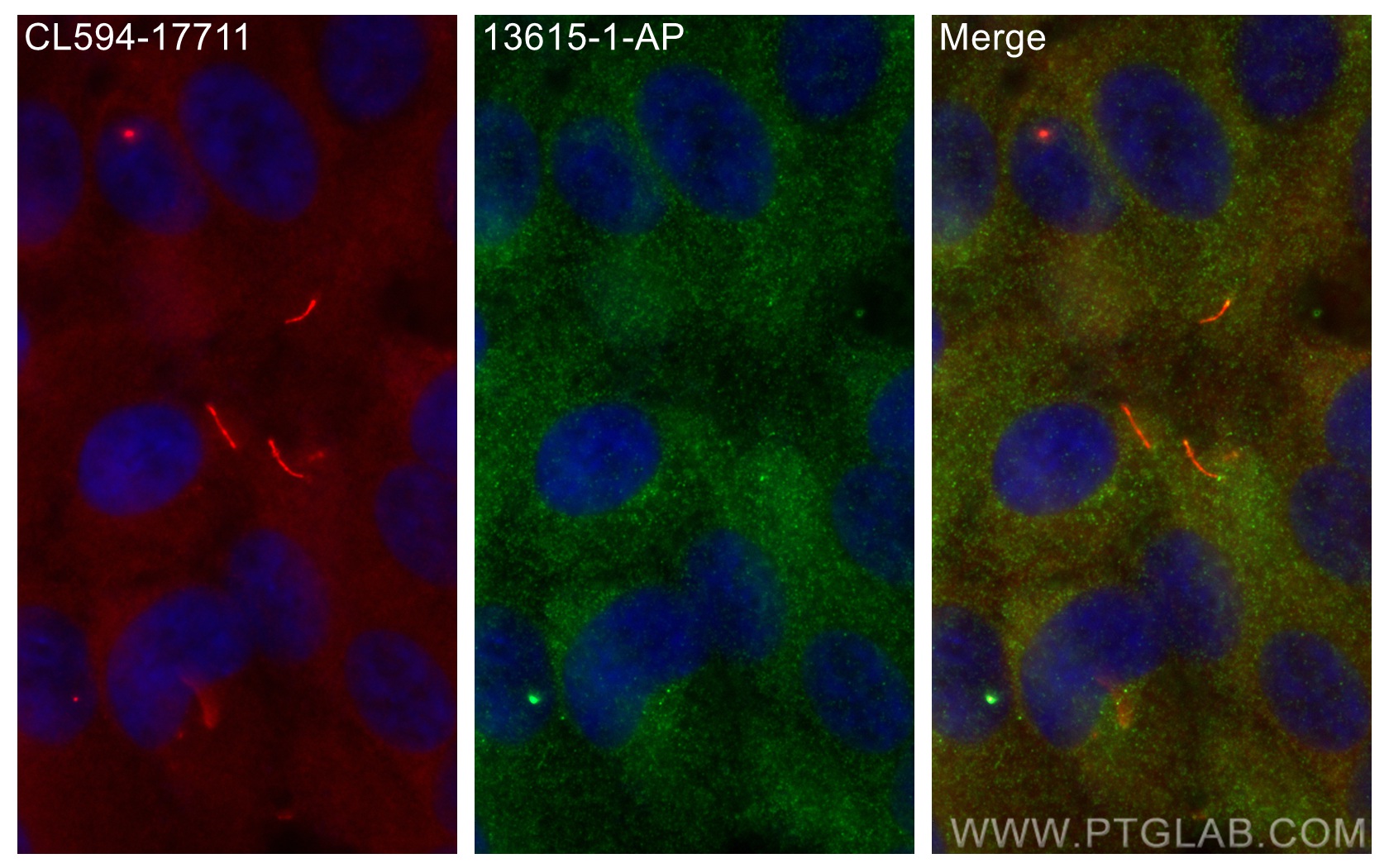 Immunofluorescent analysis of (-20°C Methanol) fixed hTERT-RPE1 cells using IFT20 antibody (13615-1-AP) at dilution of 1:200 and CoraLite®488-Conjugated AffiniPure Goat Anti-Rabbit IgG(H+L), CoraLite®594 ARL13B antibody (<a class='green' href='/productredirect?CatalogNo=CL594-17711' target='_blank'>CL594-17711</a>, red). IF Staining of hTERT-RPE1 using 13615-1-AP