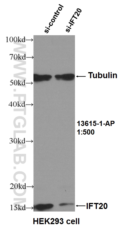 WB analysis of HEK-293 using 13615-1-AP