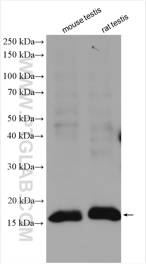 WB analysis using 13615-1-AP