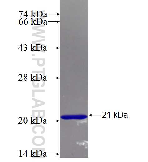 IFT20 fusion protein Ag4718 SDS-PAGE