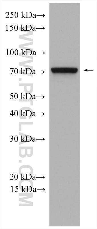 WB analysis of NIH/3T3 using 27334-1-AP