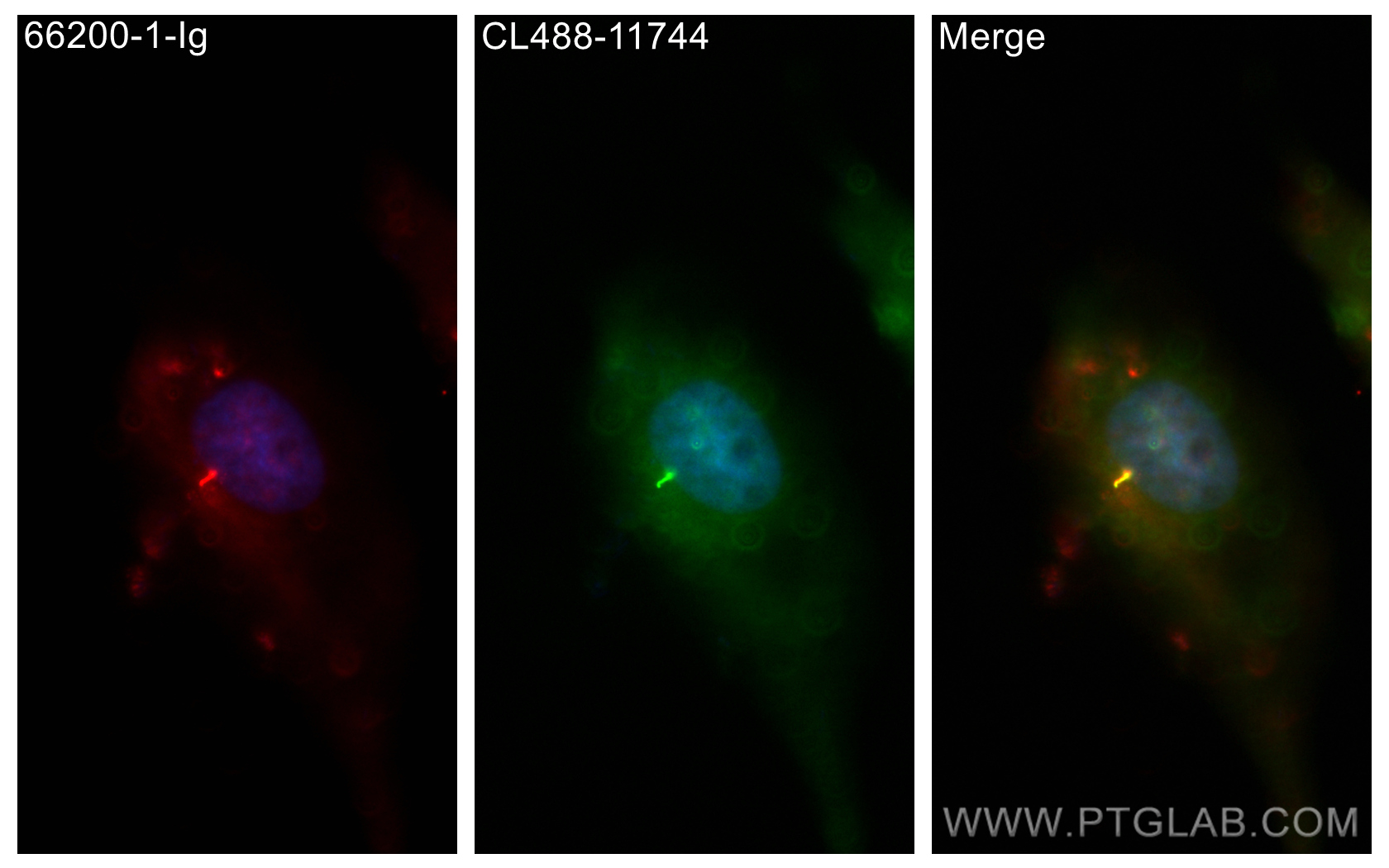 IF Staining of MDCK using CL488-11744