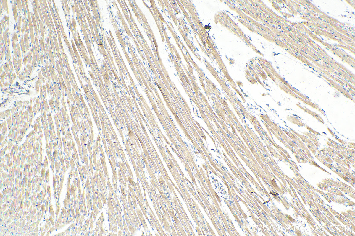 IHC staining of mouse heart using 82886-1-RR (same clone as 82886-1-PBS)