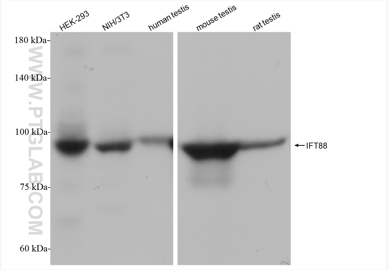 WB analysis using 82886-1-RR