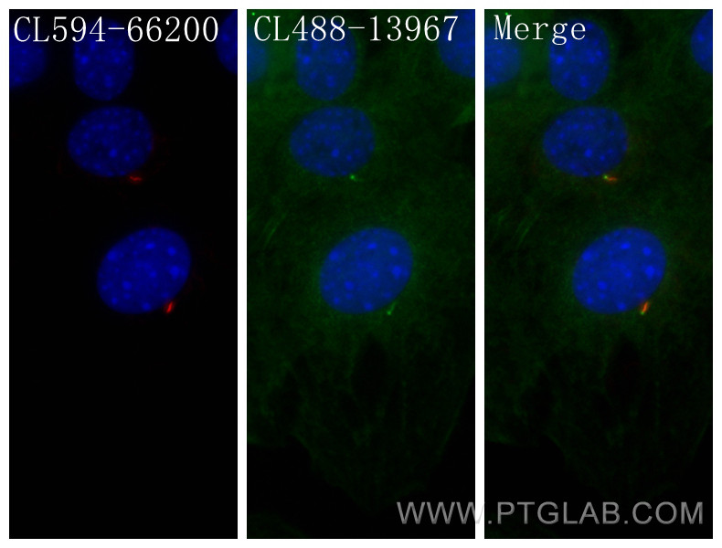 IF Staining of C2C12 using CL488-13967