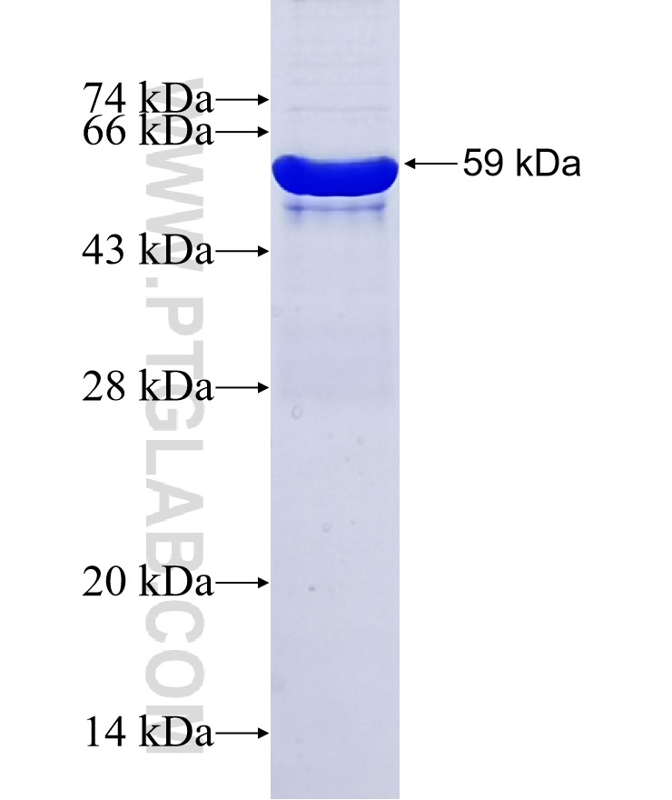 IFT88 fusion protein Ag4980 SDS-PAGE