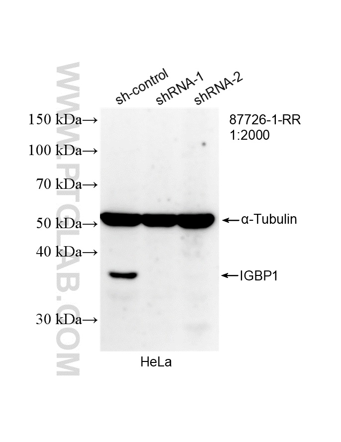WB analysis of HeLa using 87726-1-RR WB analysis of HeLa using 87726-1-RR