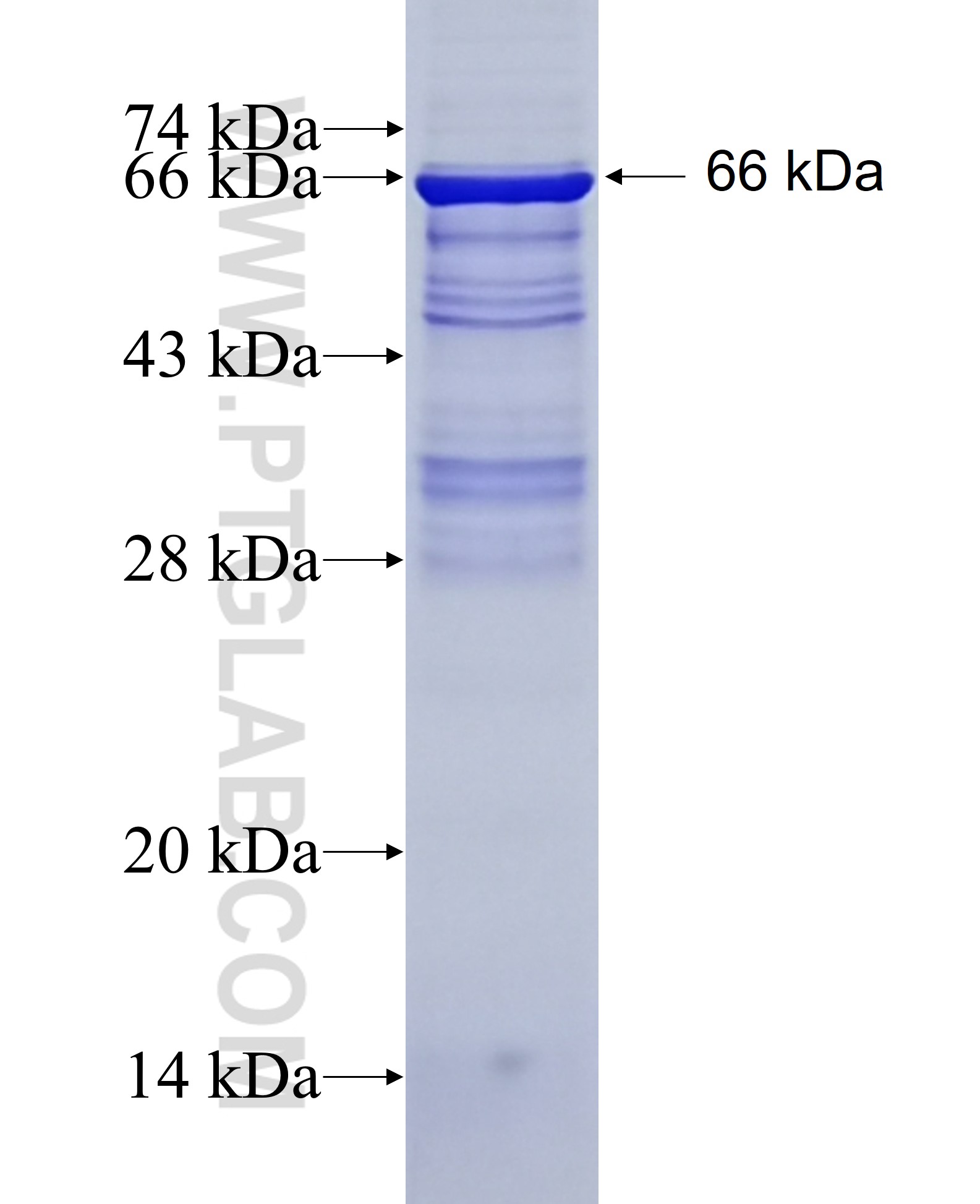 IGDCC3 fusion protein Ag10276 SDS-PAGE