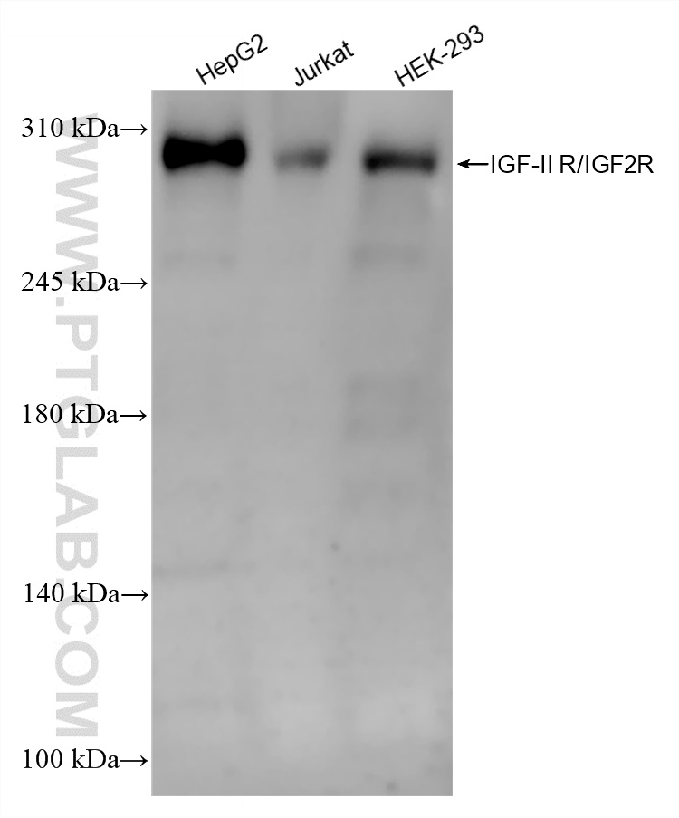 Various lysates were subjected to SDS PAGE followed by western blot with 86821-1-RR (IGF-II R/IGF2R antibody) at dilution of 1:1000 incubated at room temperature for 1.5 hours. WB analysis using 86821-1-RR