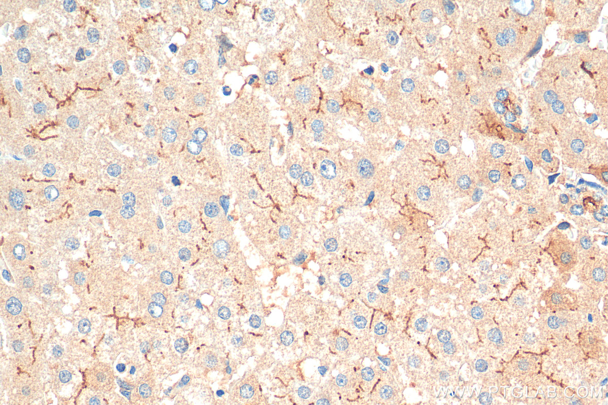 IHC staining of human liver using 28530-1-AP