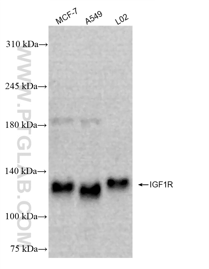 WB analysis using 84385-3-RR
