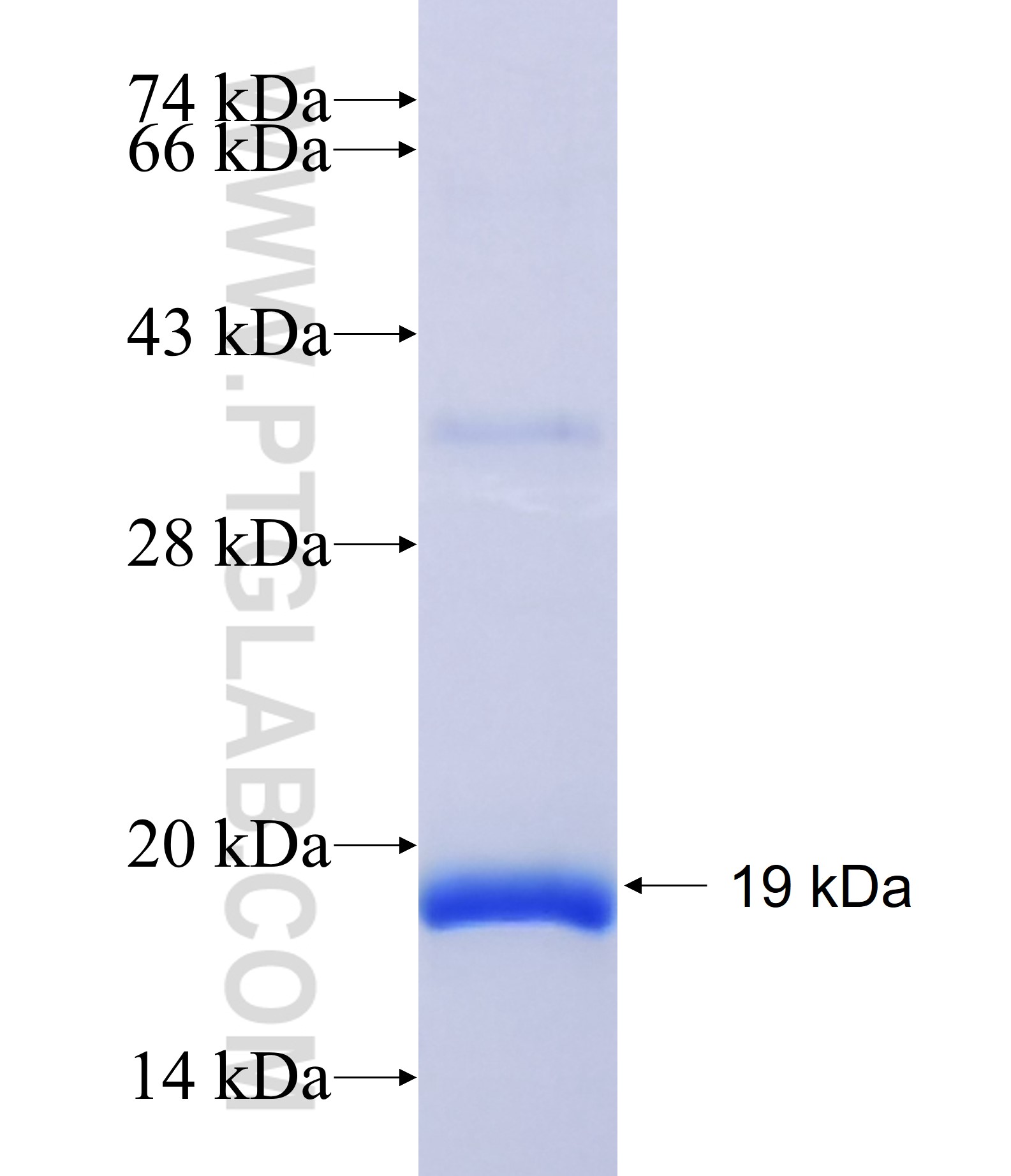 IGF1R fusion protein Ag38004 SDS-PAGE