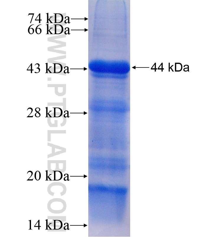 IGF1R fusion protein Ag16712 SDS-PAGE
