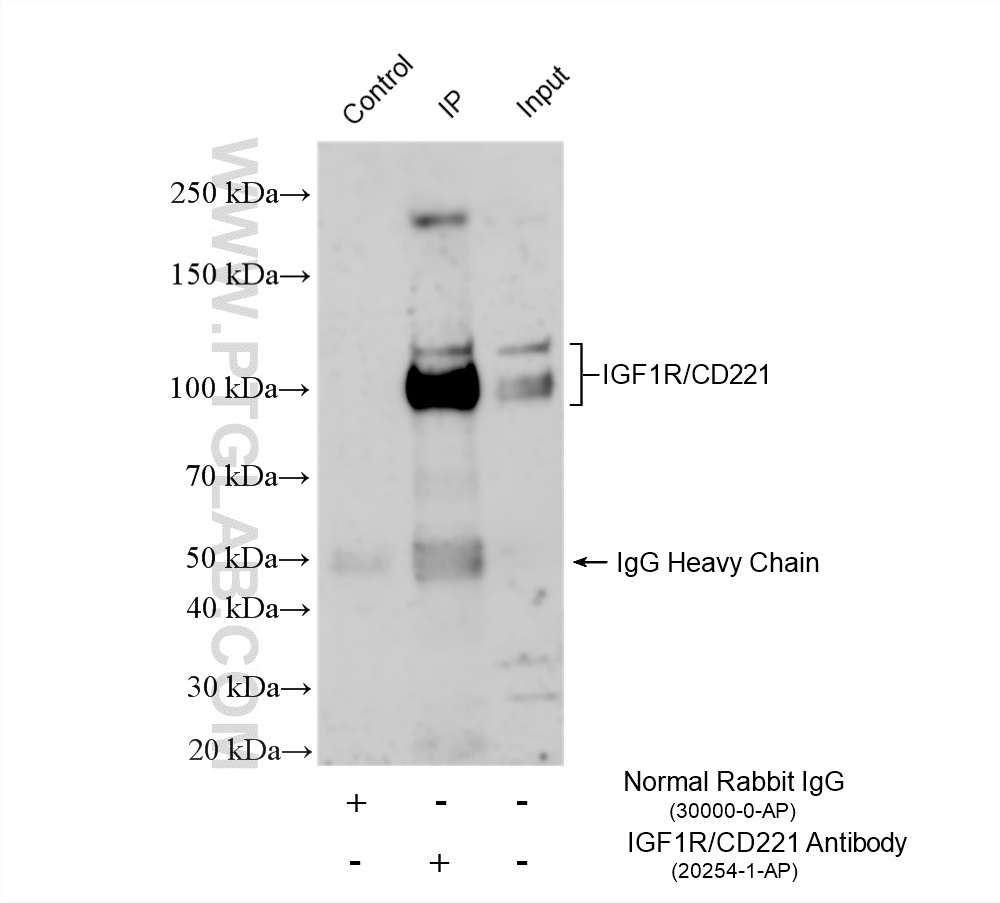 IP experiment of NIH/3T3 using 20254-1-AP