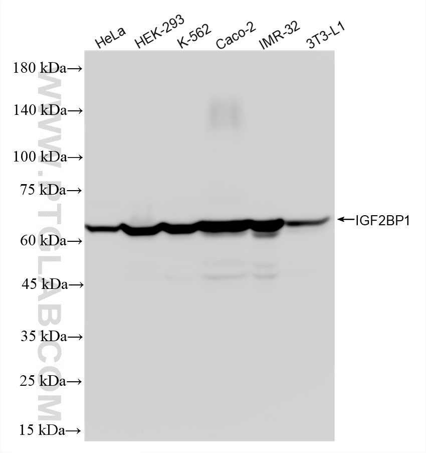 WB analysis using 88123-1-RR (same clone as 88123-1-PBS) WB analysis using 88123-1-RR (same clone as 88123-1-PBS)