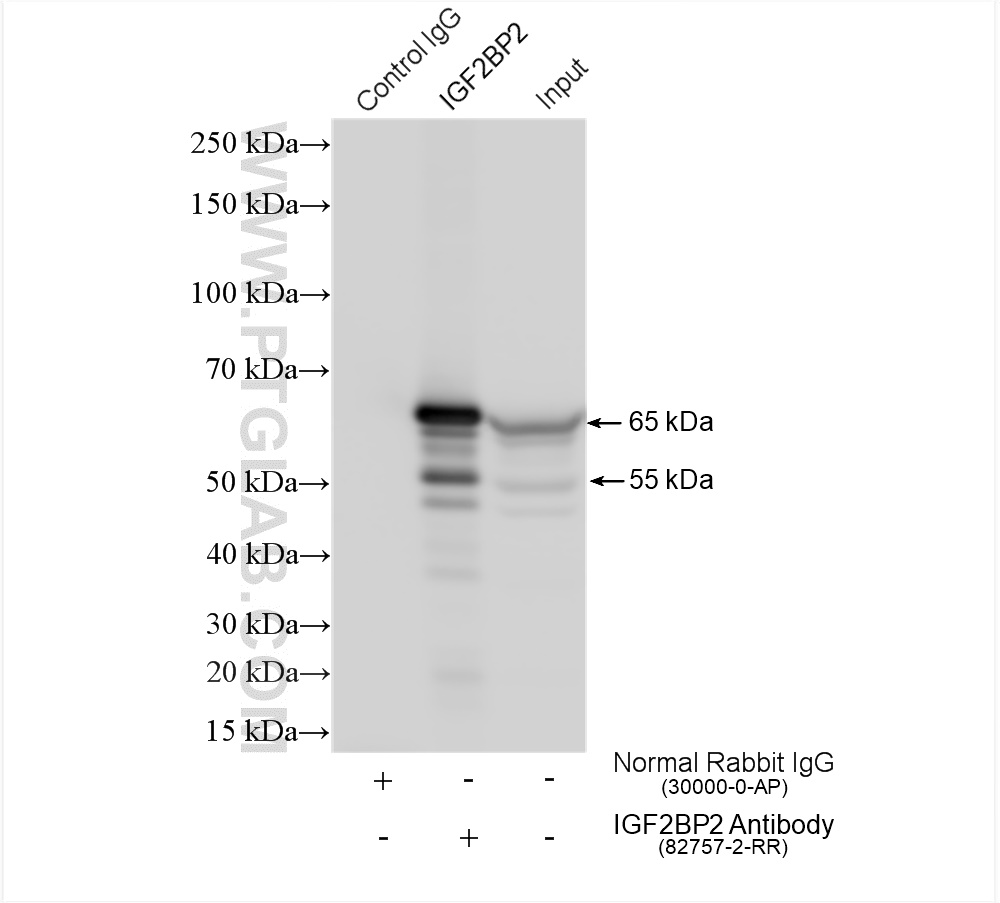 IP experiment of HEK-293 using 82757-2-RR