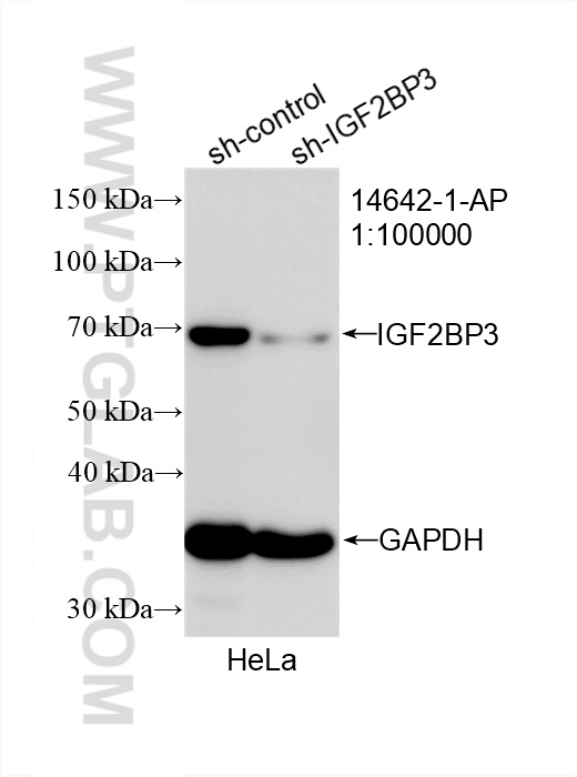WB analysis of HeLa using 14642-1-AP