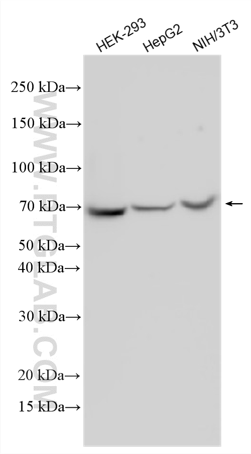Various lysates were subjected to SDS PAGE followed by western blot with 14642-1-AP (IGF2BP3 antibody) at dilution of 1:60000 incubated at room temperature for 1.5 hours. WB analysis using 14642-1-AP