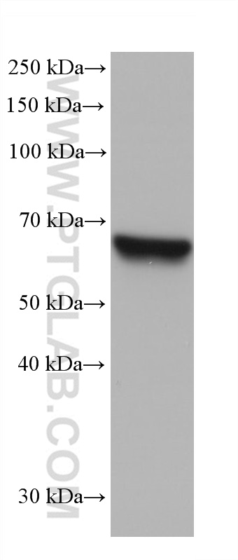 WB analysis of A549 using 68470-1-Ig